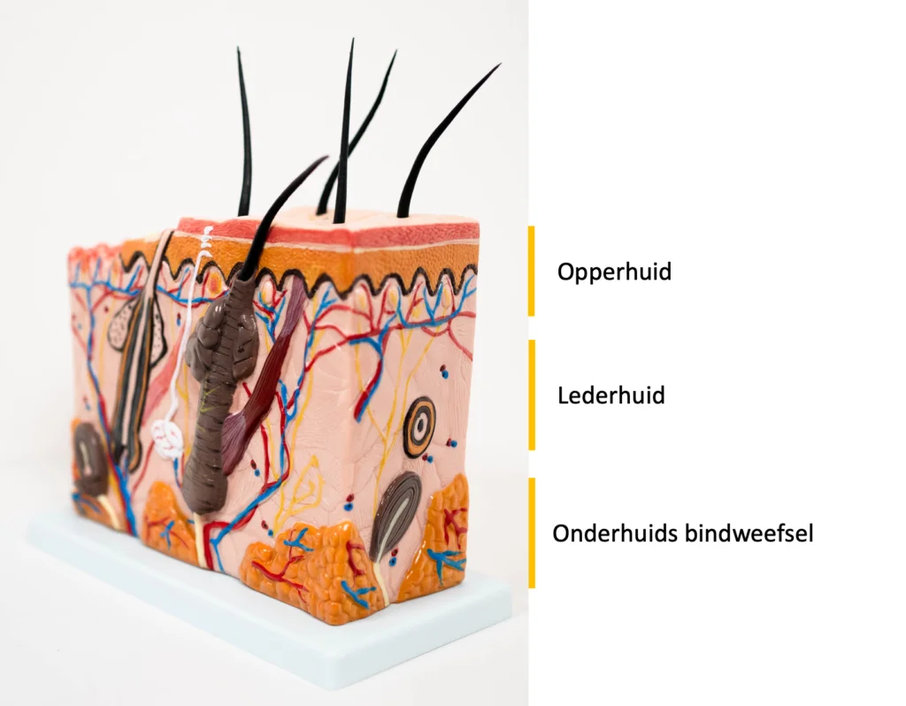 Drie huidlagen